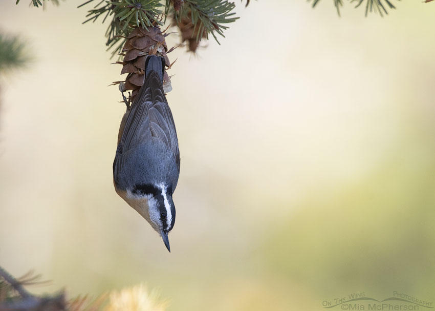Red-breasted Nuthatch in the West Desert, Tooele County, Utah