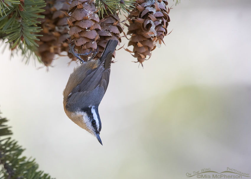 Red-breasted Nuthatch hanging upside down, West Desert, Tooele County, Utah