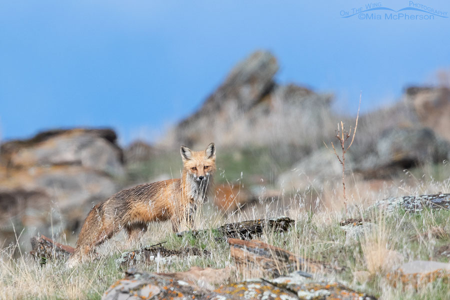Red Fox on a hillside, Box Elder County, Utah