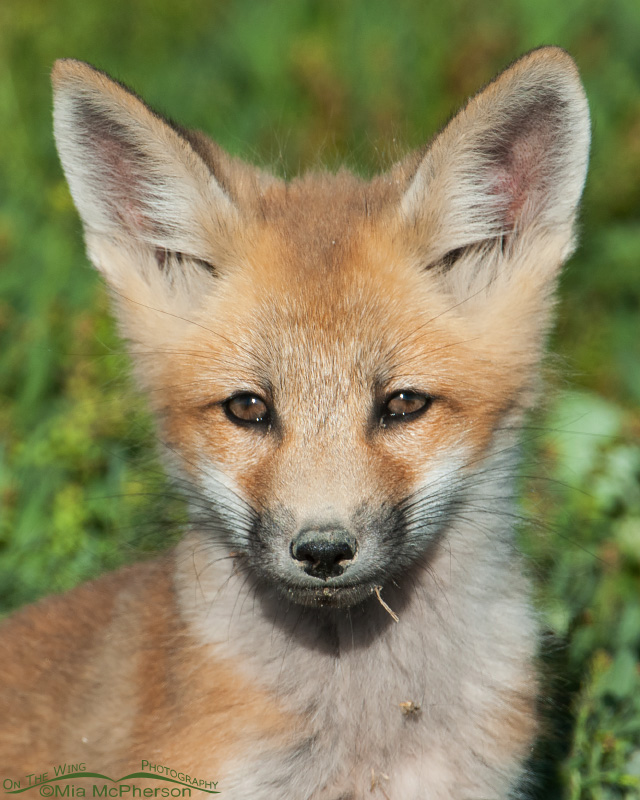 Fox kit – closeup portrait, Bear River Migratory Bird Refuge, Box Elder County, Utah