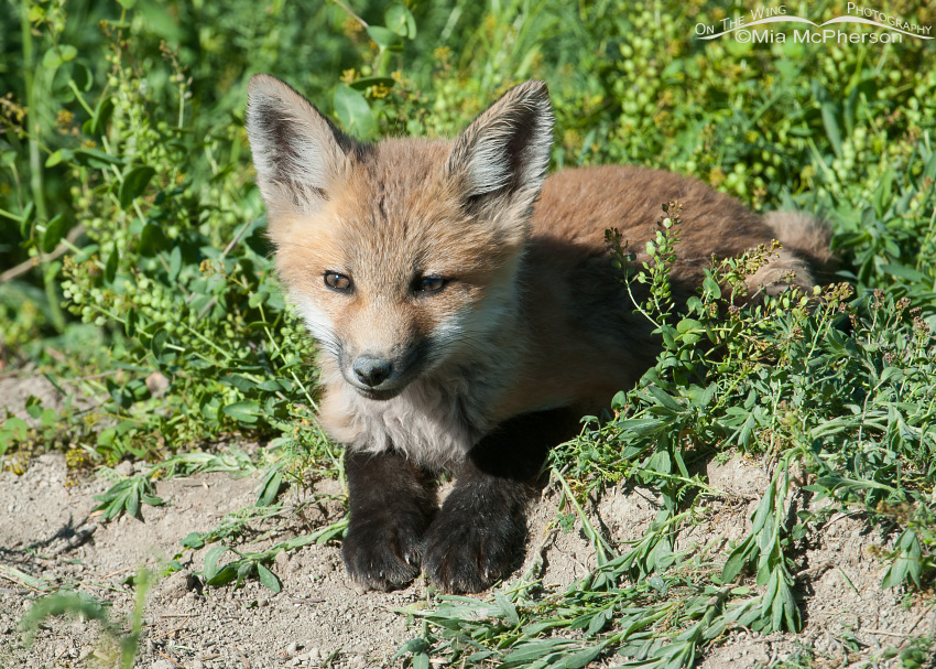 Red Fox kit – full body close up, Bear River Migratory Bird Refuge, Box Elder County, Utah