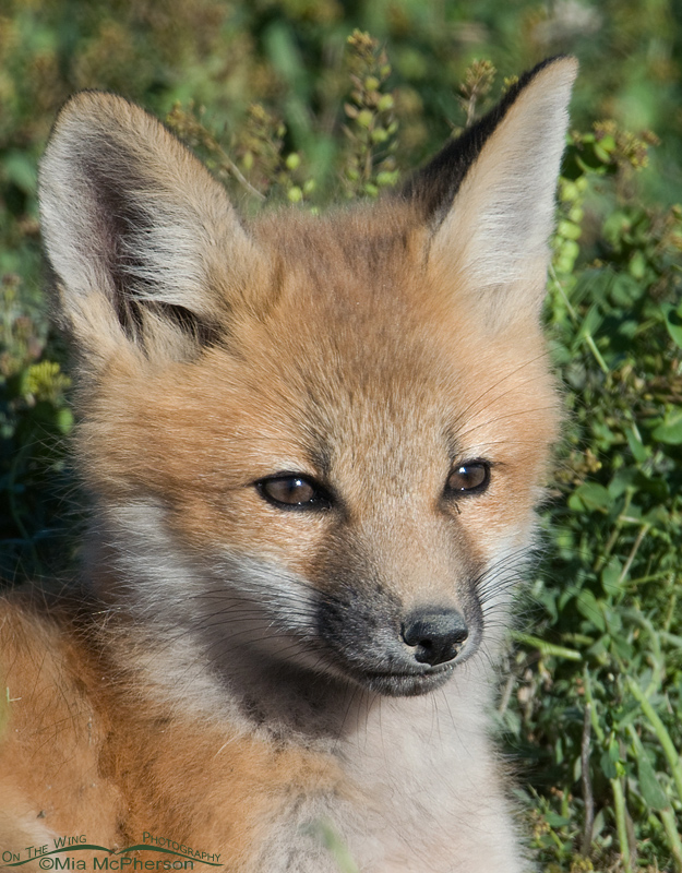 Red Fox kit portrait, Bear River Migratory Bird Refuge, Box Elder County, Utah