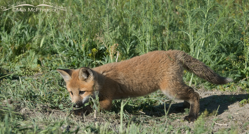 Red Fox kit practicing stalking skills, Bear River Migratory Bird Refuge, Box Elder County, Utah