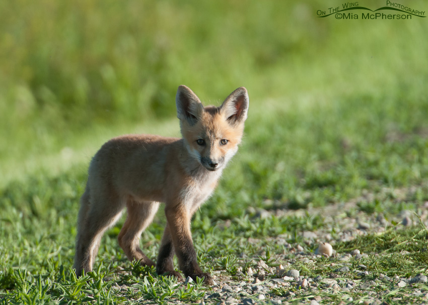 Standing Red Fox kit, Bear River Migratory Bird Refuge, Box Elder County, Utah