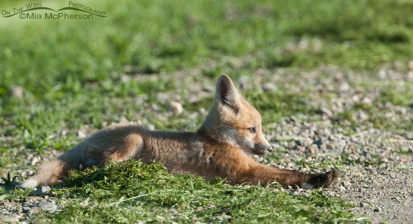 Red Fox kit stretching, Bear River Migratory Bird Refuge, Box Elder County, Utah
