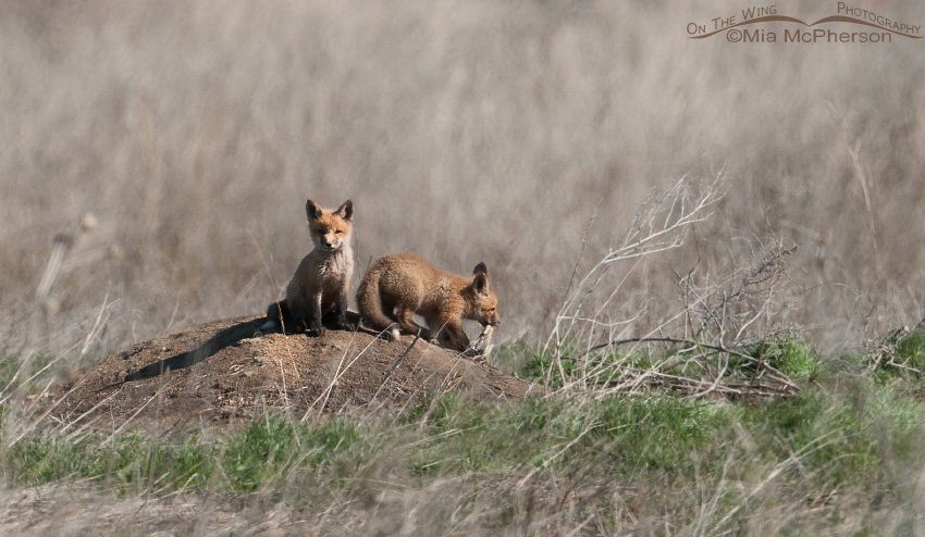 Two Red Fox kits, Farmington Bay WMA, Davis County, Utah