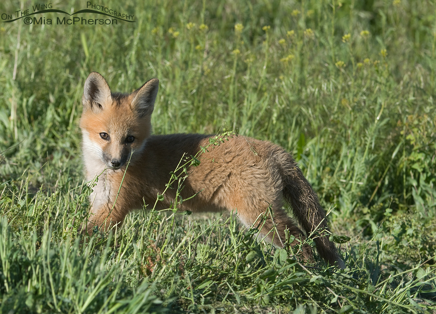 Red Fox kit nibbling a weed, Bear River Migratory Bird Refuge, Box Elder County, Utah