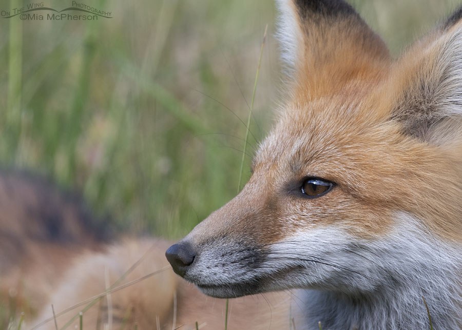 Young Red Fox close up in the Wasatch Mountains, Morgan County, Utah