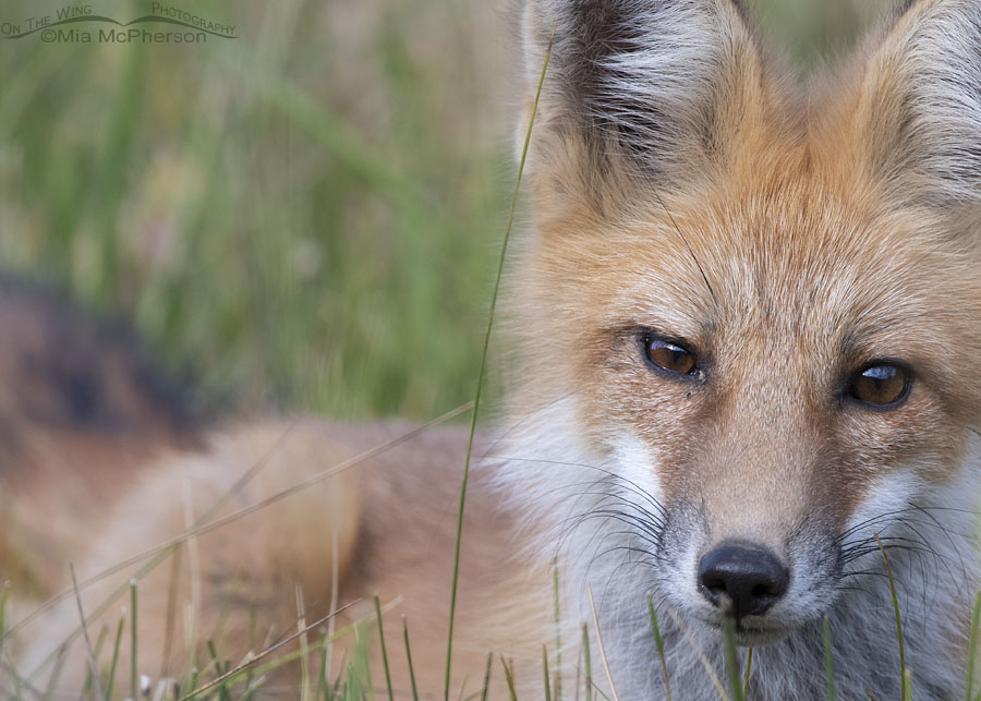 Young Red Fox resting in a mountain meadow, Wasatch Mountains, Morgan County, Utah