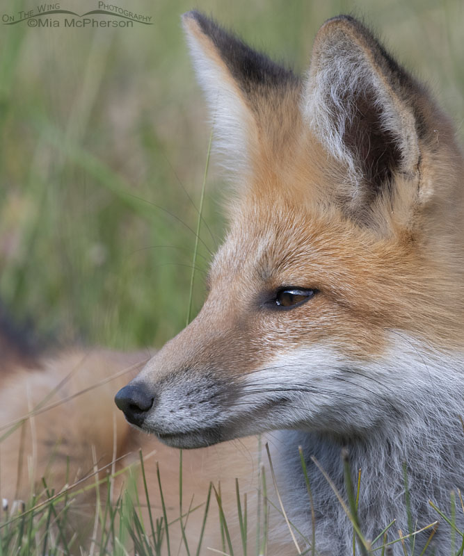 Close up profile view of a young Red Fox, Wasatch Mountains, Morgan County, Utah