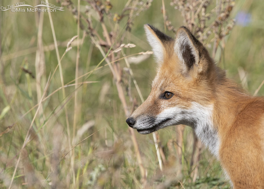 Young Red Fox hunting in a mountain meadow, Wasatch Mountains, Morgan County, Utah