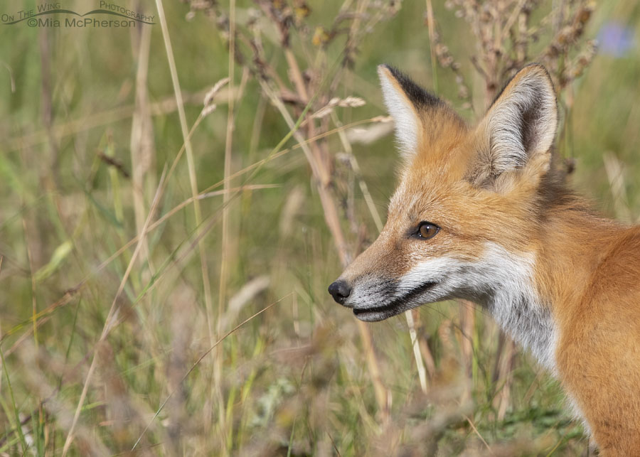 Portrait of a young Red Fox in a mountain meadow, Wasatch Mountains, Morgan County, Utah