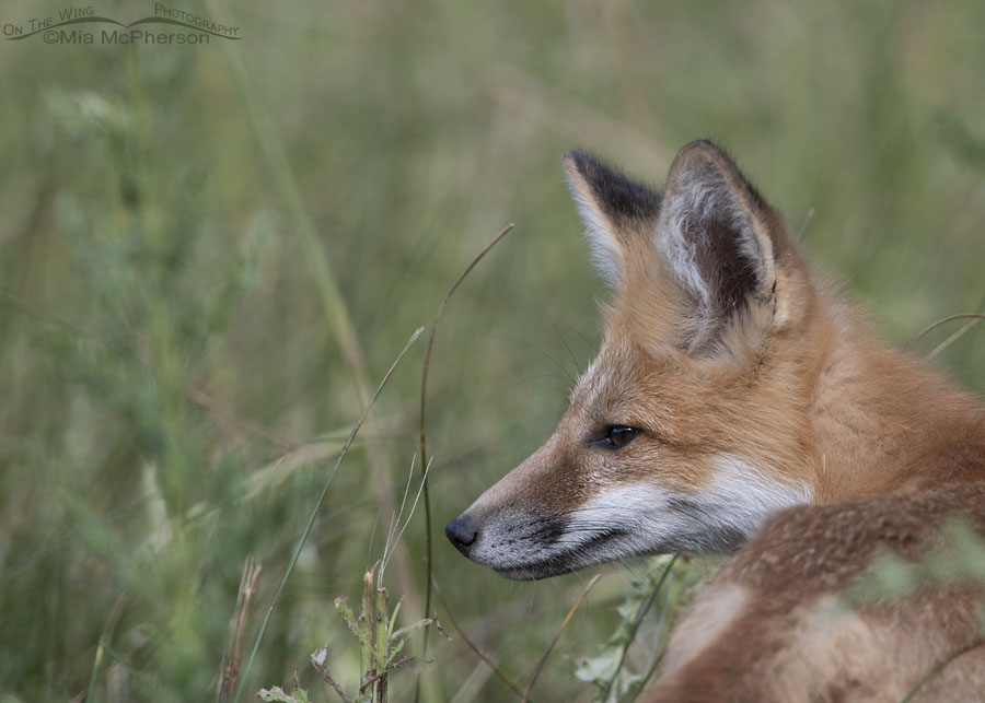 Calm young Red Fox, Wasatch Mountains, Morgan County, Utah