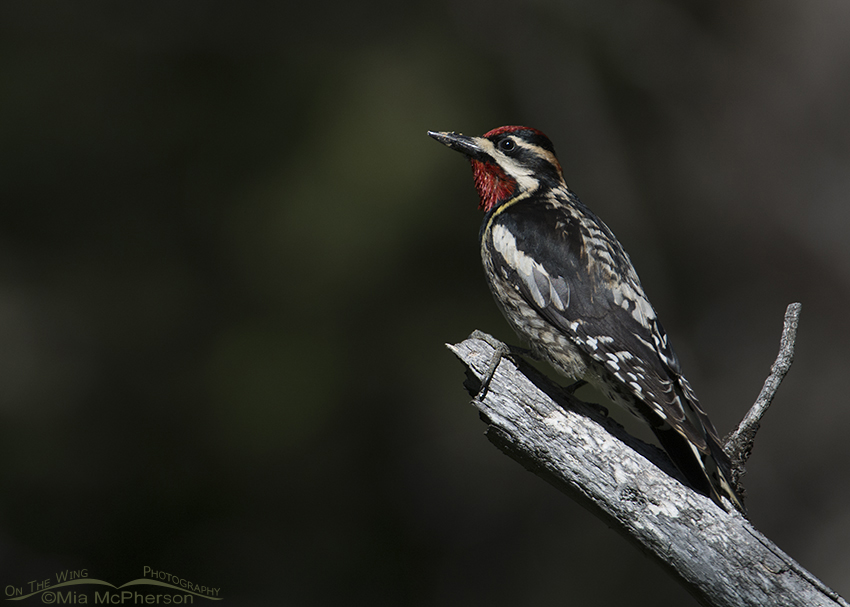 Red-naped Sapsucker male, Targhee National Forest, Clark County, Idaho