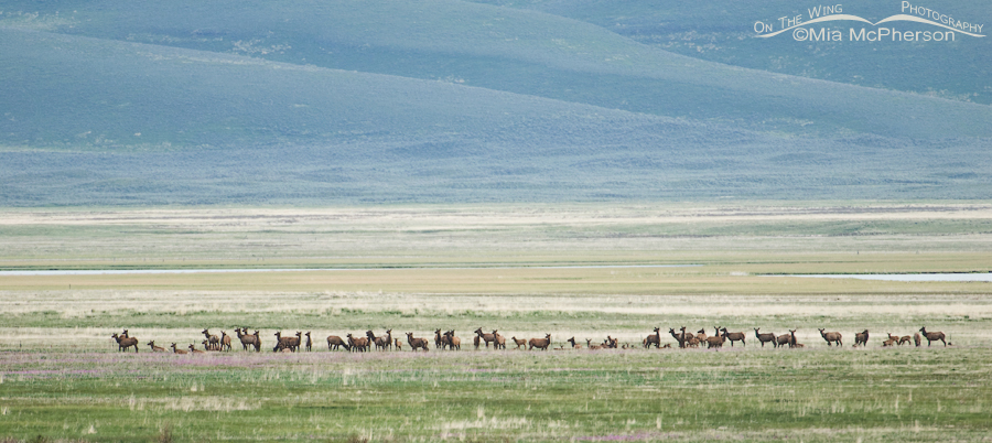 Elk herd at Red Rock Lakes NWR, Centennial Valley, Beaverhead County, Montana