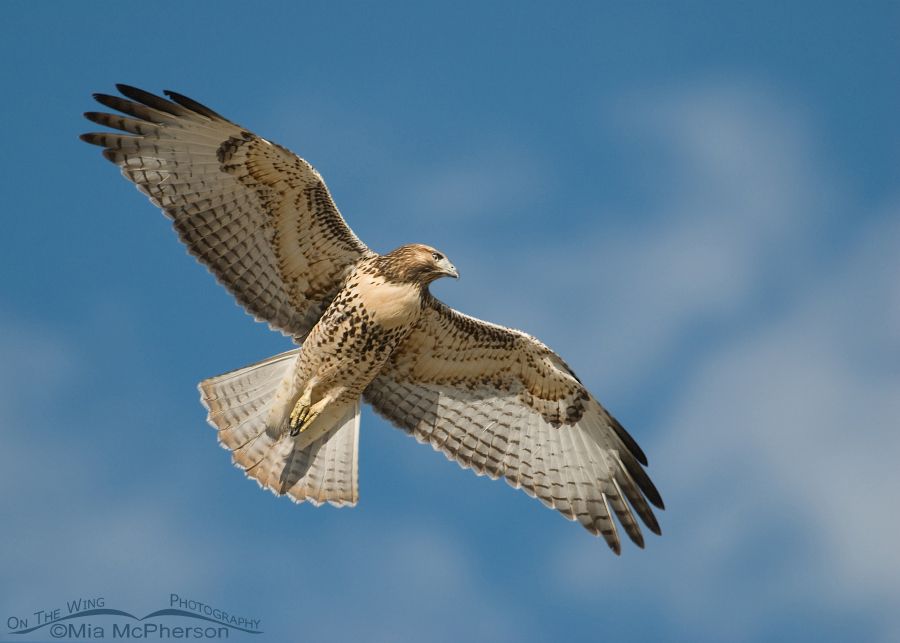 Immature Red-tailed Hawk in flight over the Stansbury Mountains, West Desert, Tooele County, Utah