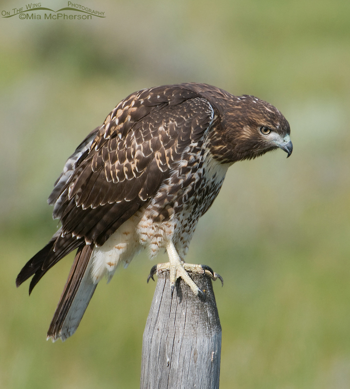 Red-tailed Hawk juvenile and an intense stare, Centennial Valley, Beaverhead County, Montana
