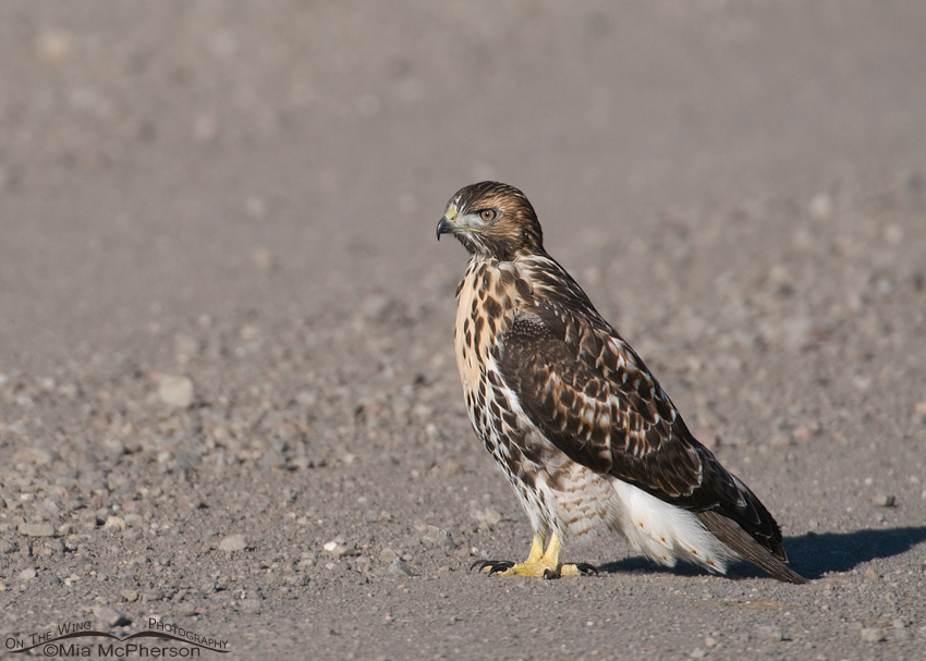 Juvenile Red-tailed Hawk on a gravel road, Centennial Valley, Beaverhead County, Montana