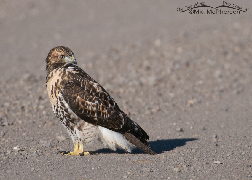 Juvenile Red-tailed Hawk on a road in Montana, Centennial Valley, Beaverhead County