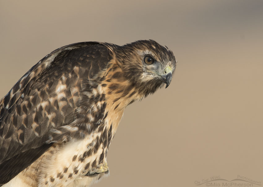 Red-tailed Hawk juvenile giving me the Eye, Box Elder County, Utah