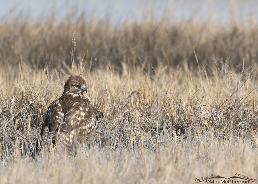 Spring immature Red-tailed Hawk in grasses, Bear River Migratory Bird Refuge, Box Elder County, Utah
