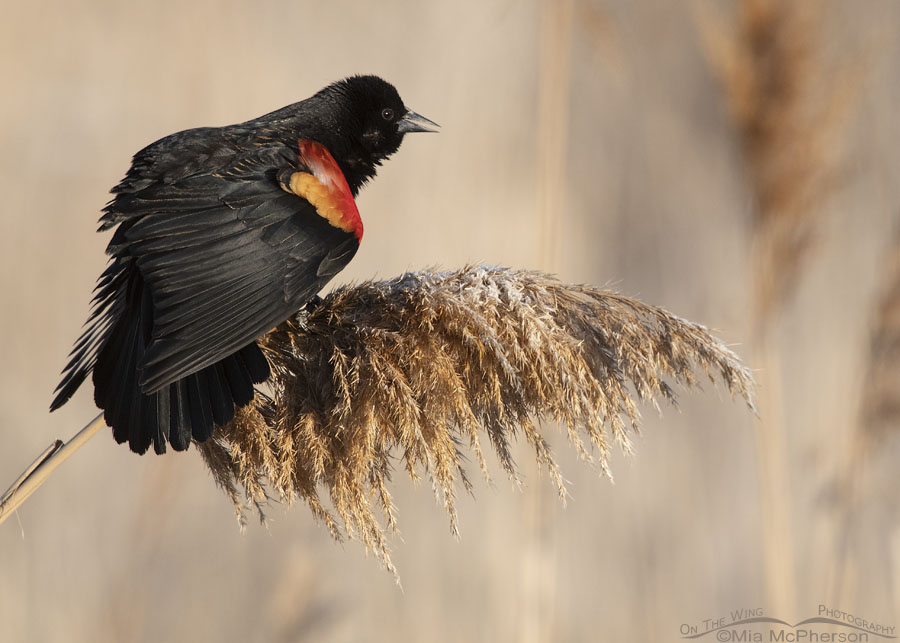 Male Red-winged Blackbird Song Spread, Farmington Bay WMA, Davis County, Utah