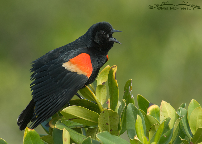 Singing male Red-winged Blackbird in all his glory, Fort De Soto County Park, Pinellas County, Florida