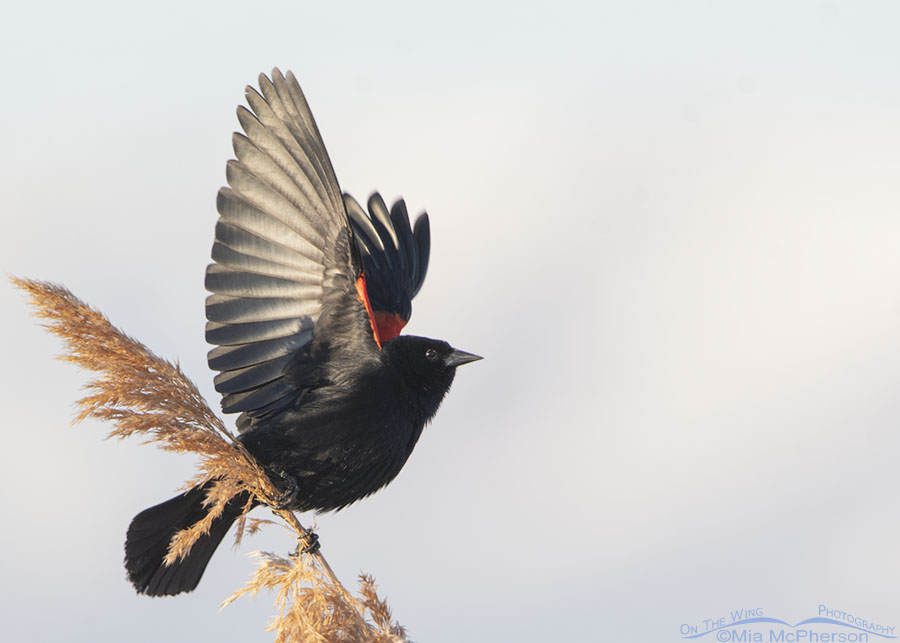 Male Red-winged Blackbird taking off, Bear River Migratory Bird Refuge, Box Elder County, Utah