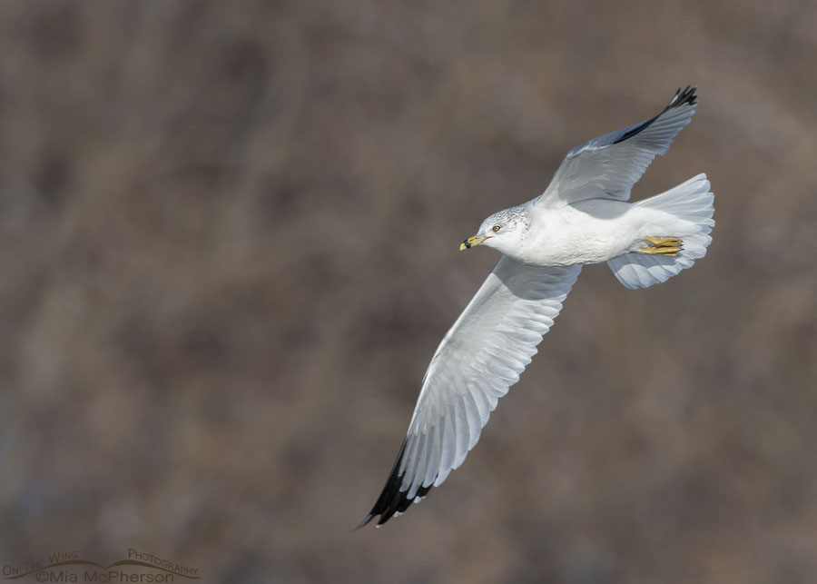 Winter Ring-billed Gull in flight in afternoon light, Salt Lake County, Utah
