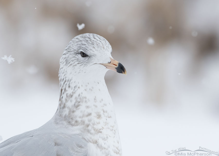 Ring-billed Gull and a heart shaped snowflake, Salt Lake County, Utah