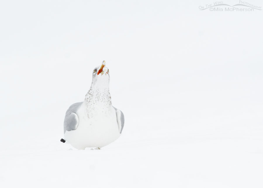 High key Ring-billed Gull eating snow on a snowy morning, Salt Lake County, Utah
