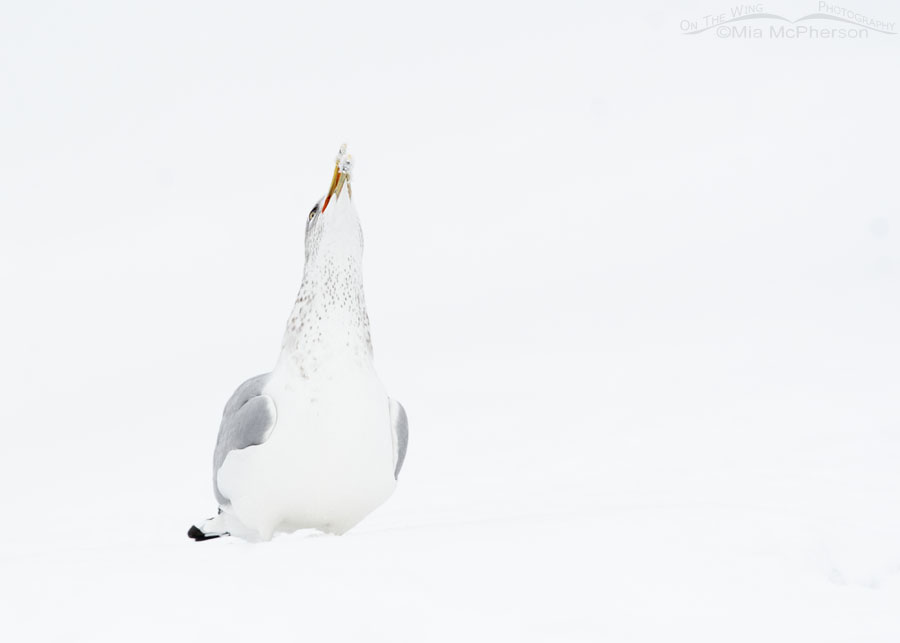 High key Ring-billed Gull eating snow, Salt Lake County, Utah