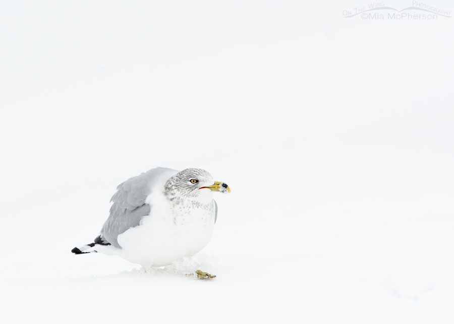 High key Ring-billed Gull walking in the snow, Salt Lake County, Utah
