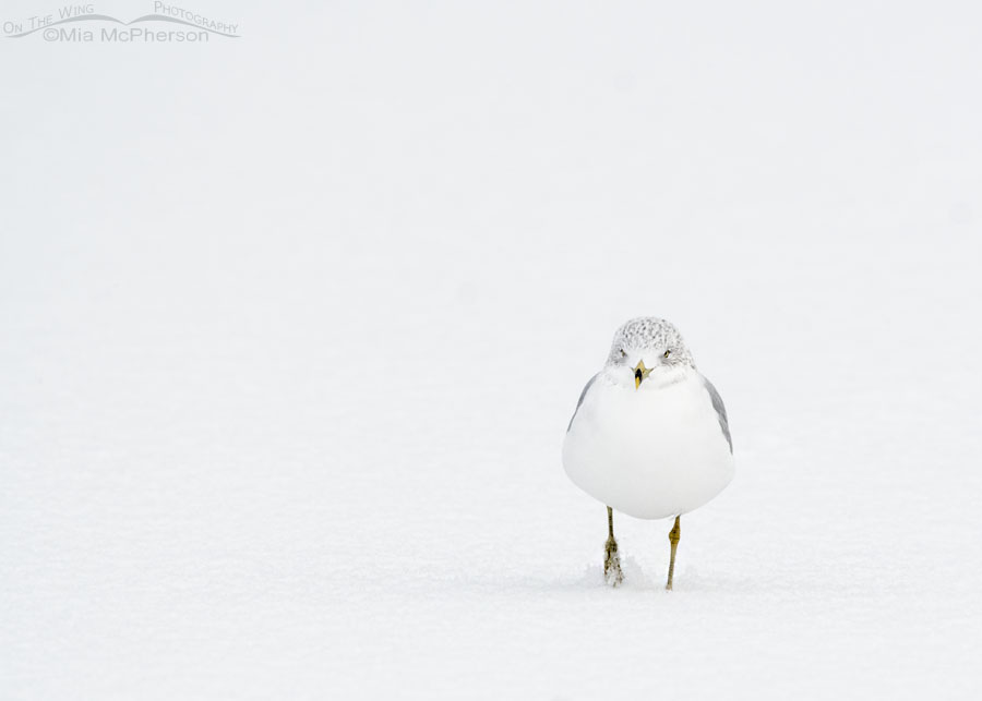 Ring-billed Gull walking in a snowy whiteout, Salt Lake County, Utah