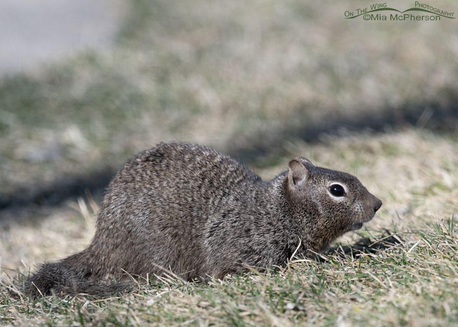 First of year Rock Squirrel, Salt Lake County, Utah