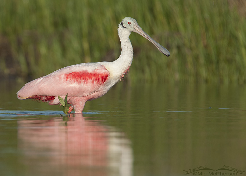 Roseate Spoonbill in a lagoon with a young Mangrove in Florida, Fort De Soto County Park, Pinellas County, Florida