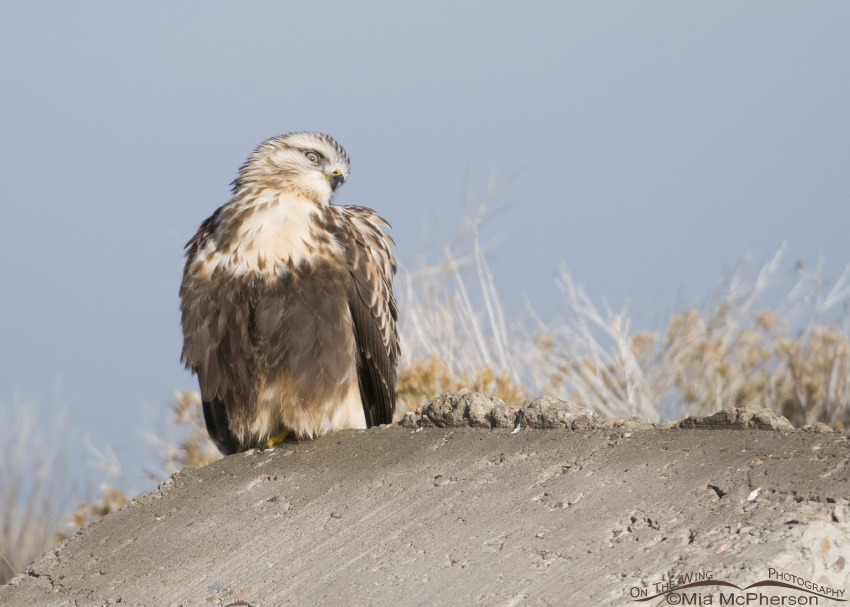 Now that is a weird look from a Rough-legged Hawk, Antelope Island State Park, Davis County, Utah