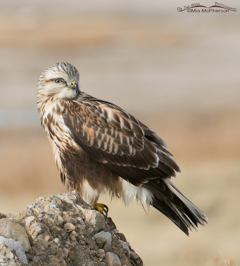 Immature Rough-legged Hawk side view, Antelope Island State Park, Davis County, Utah