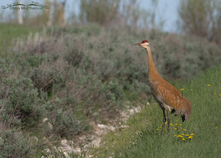 Stained adult Sandhill Crane at Red Rock Lakes National Wildlife Refuge, Montana