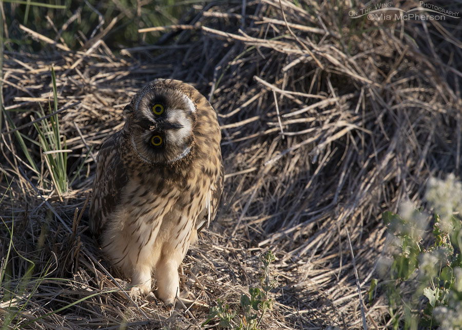 Curious fledgling Short-eared Owl, Bear River Migratory Bird Refuge, Box Elder County, Utah
