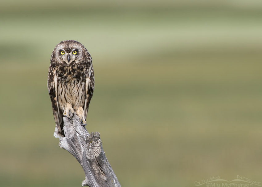 Female Short-eared Owl along a road in northern Utah