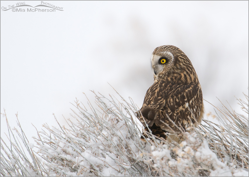 Female Short-eared Owl on a snowy day, Antelope Island State Park, Davis County, Utah