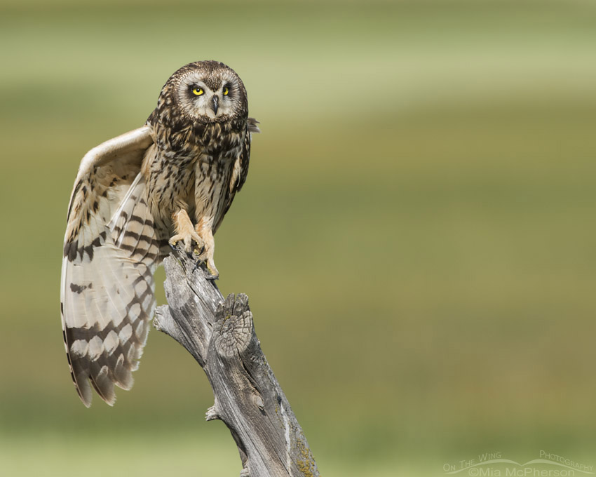 Female Short-eared Owl stretching on a leaning fence post, Box Elder County, Utah