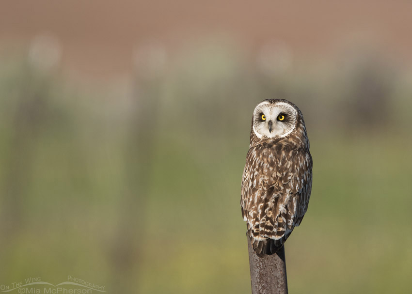 Short-eared Owl looking back over its shoulder, Box Elder County, Utah