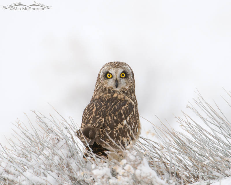 Short-eared Owl in a winter fog at Antelope Island State Park, Davis County, Utah