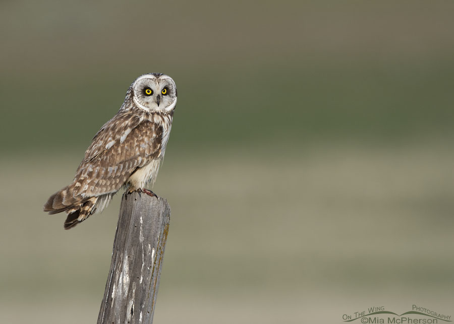 Male Short-eared Owl and spring greenery, Box Elder County, Utah