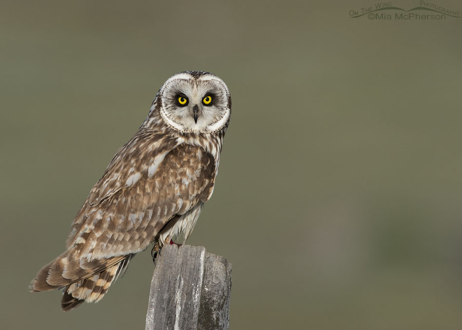 Short-eared Owl male looking over a green field, Box Elder County, Utah