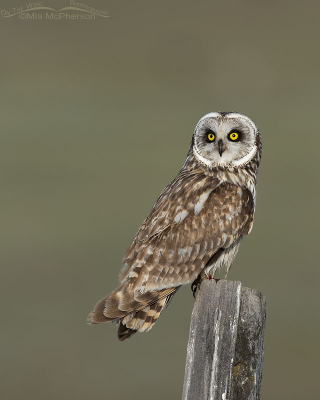 Male Short-eared Owl on a spring morning, Box Elder County, Utah