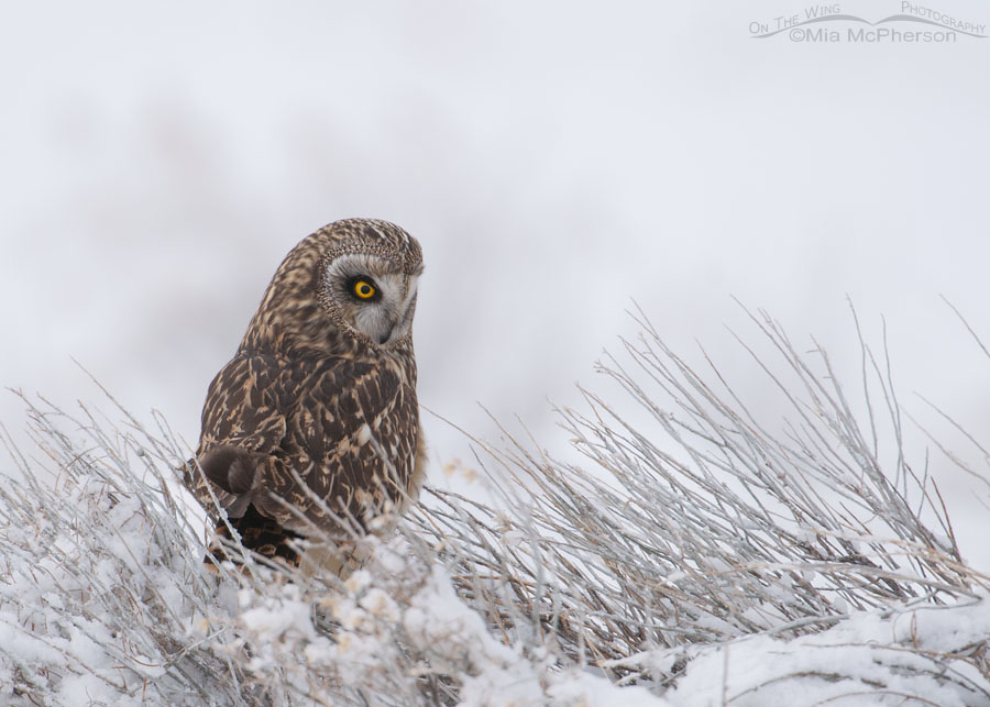 Female Short-eared Owl on a foggy, snowy morning, Antelope Island State Park, Davis County, Utah
