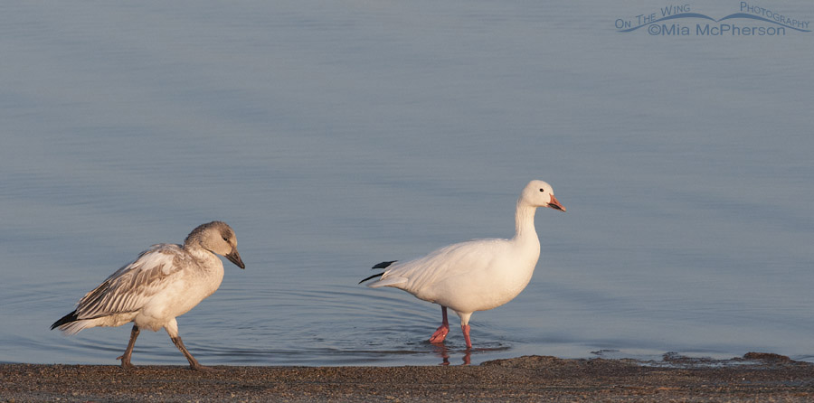 Juvenile and adult Snow Geese on the shoreline of the Great Salt Lake, Antelope Island State Park, Davis County, Utah